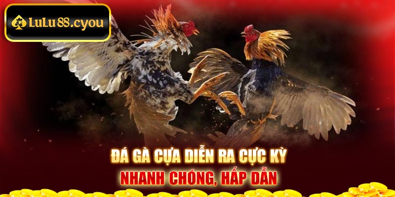 Đá gà cựa diễn ra cực kỳ nhanh chóng, hấp dẫn