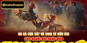 Đá Gà Cựa Sắt: Chia Sẻ Hữu Ích Cho Người Mới Nhập Môn