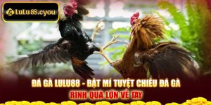 Đá Gà Lulu88 - Bật Mí Tuyệt Chiêu Đá Gà Rinh Quà Lớn Về Tay