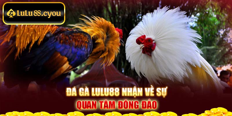 Đá gà Lulu88 nhận về sự quan tâm đông đảo