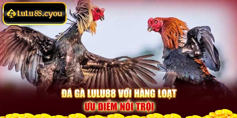 Đá gà Lulu88 với hàng loạt ưu điểm nổi trội