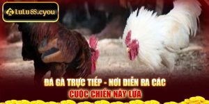 Đá Gà Trực Tiếp - Nơi Diễn Ra Các Cuộc Chiến Nảy Lửa