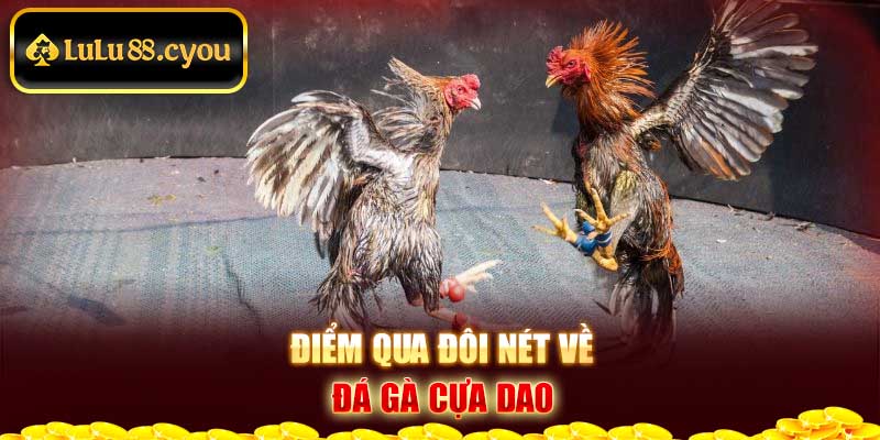 Điểm qua đôi nét về đá gà cựa dao