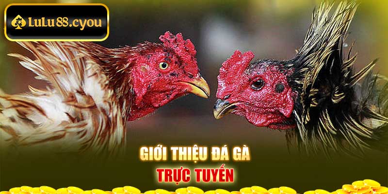 Giới thiệu đá gà trực tuyến