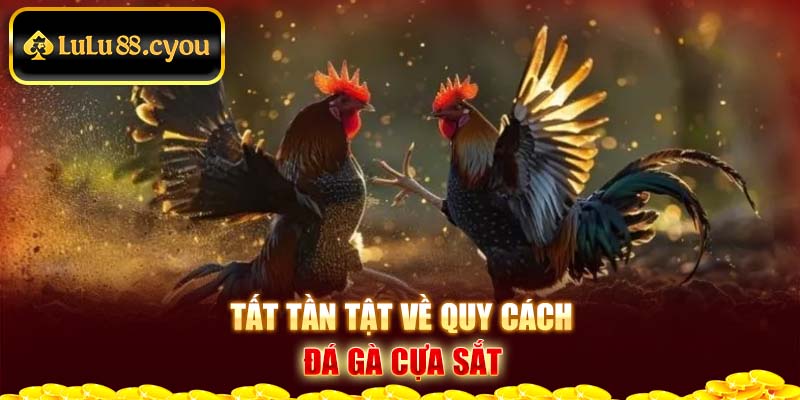 Tất tần tật về quy cách đá gà cựa sắt