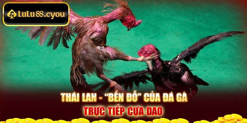 Thái Lan - “bến đỗ” của đá gà trực tiếp cựa dao