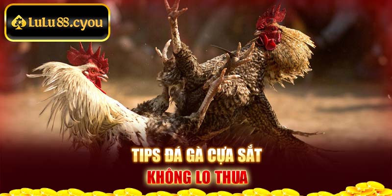 Tips đá gà cựa sắt không lo thua