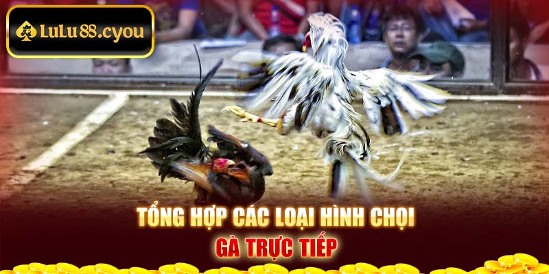 Tổng hợp các trường đá gà trực tiếp