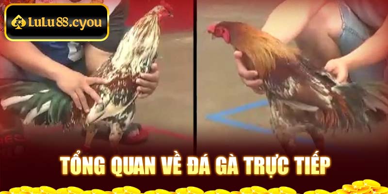 Tổng quan về đá gà trực tiếp